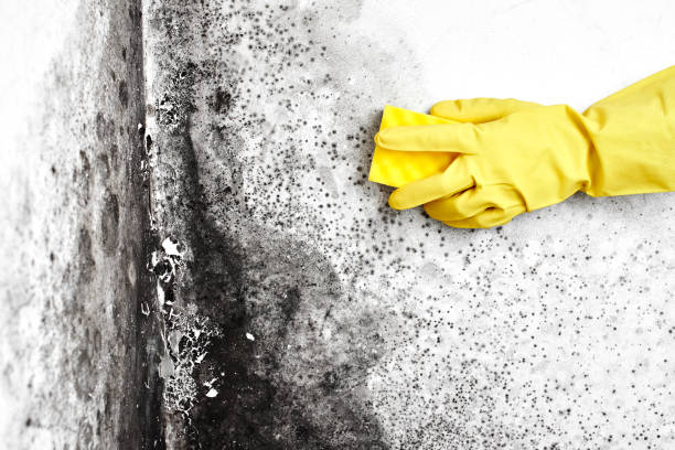 Best Local Mold Removal Service  in Albany, KY