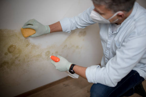 Best Residential Mold Removal  in Albany, KY