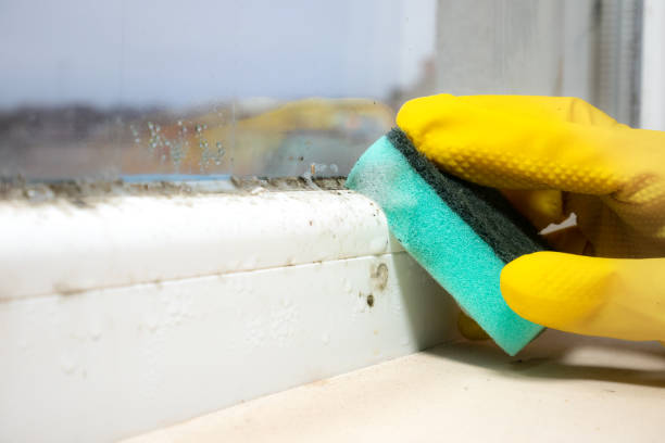 Professional Mold Removal in Albany, KY