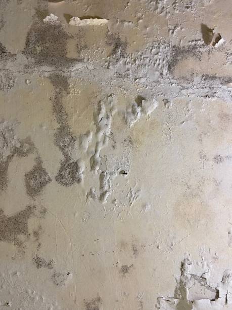 Best Mold Damage Repair  in Albany, KY