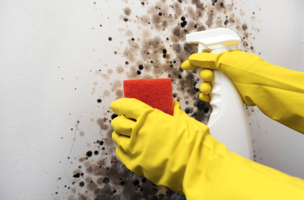 Best Home Mold Removal  in Albany, KY