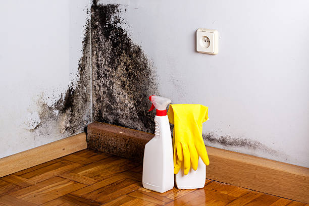 Best Toxic Mold Removal  in Albany, KY