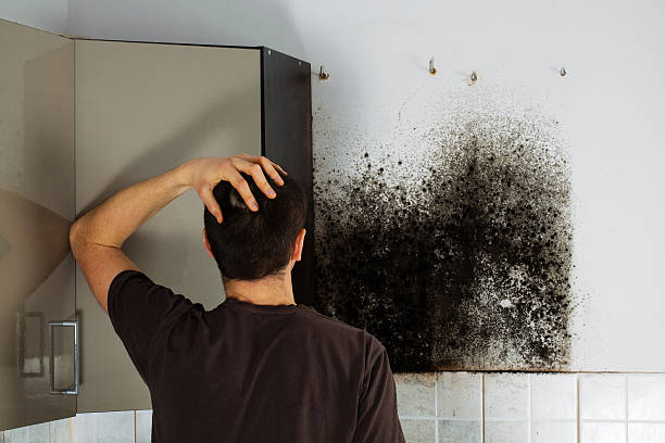Best Best Mold Removal Companies  in Albany, KY
